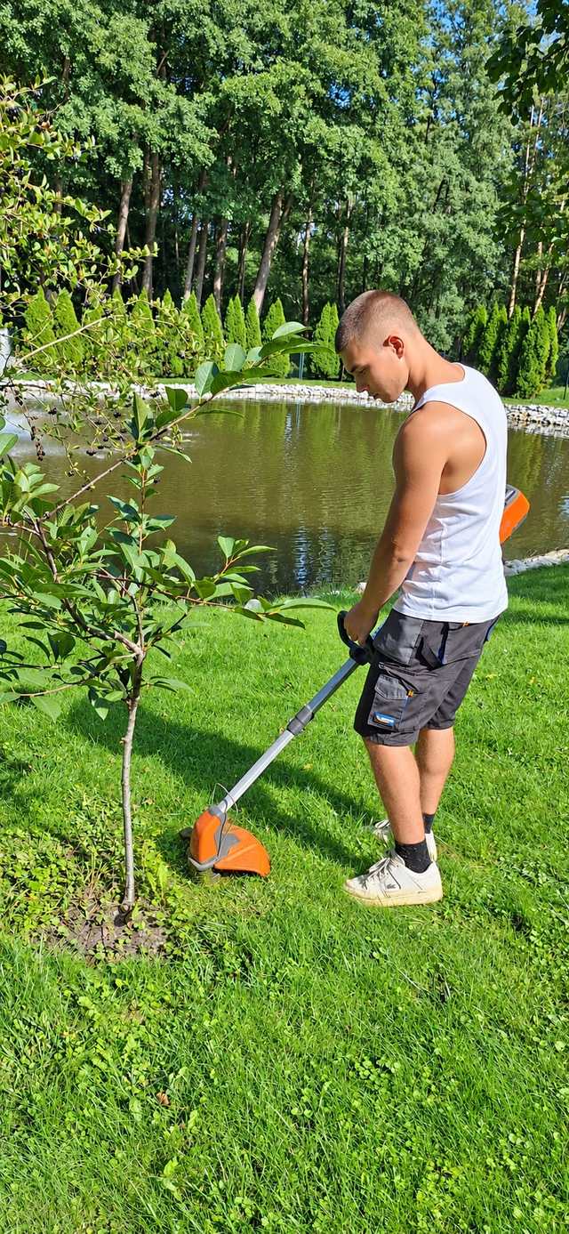 Koszenie trawy kosą spalinową wokół młodego drzewka nad stawem