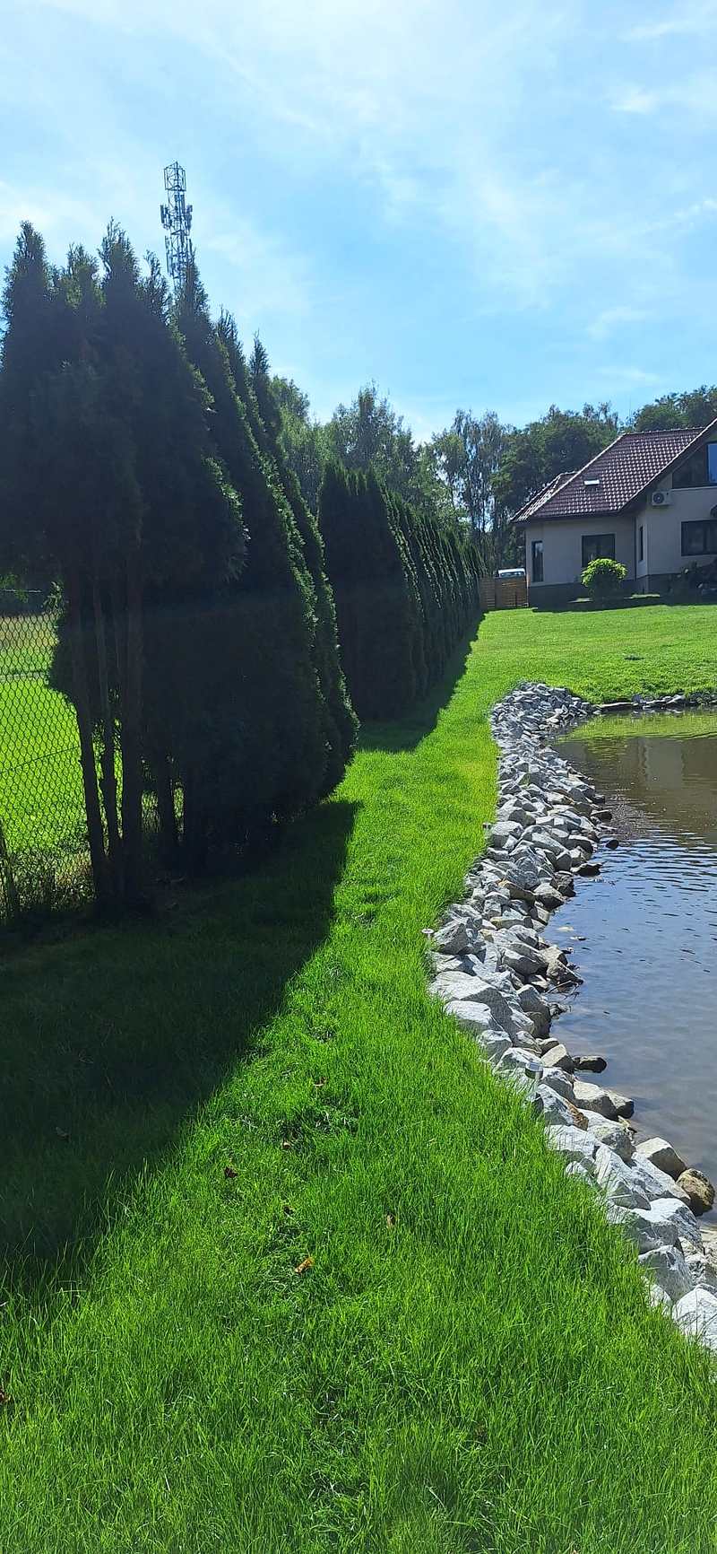 Szpaler tui i pas trawy przy stawie